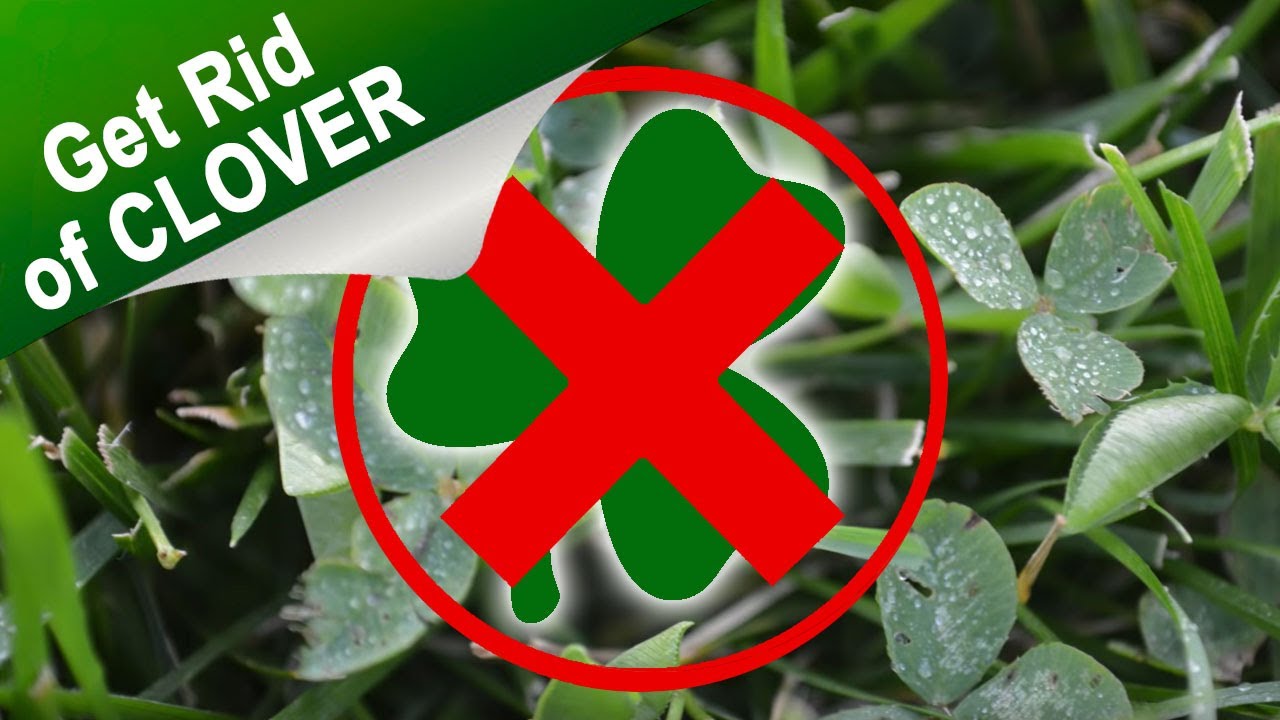 How To Get Rid Of Clover In Your Lawn