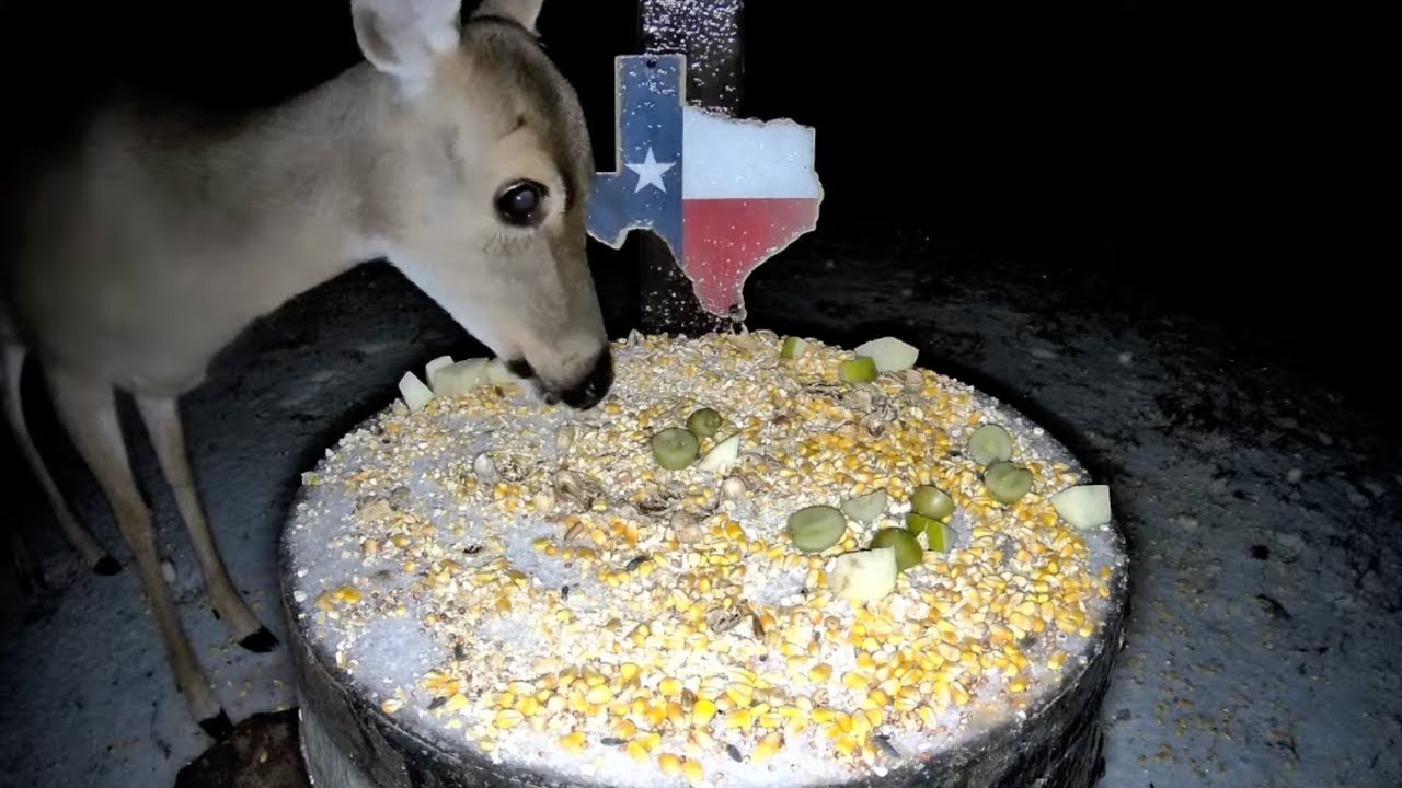 LIVE Night Deer & Raccoon Cam | Cold & Icy Night in East Texas | Birds Y'all Live 🦌🦝