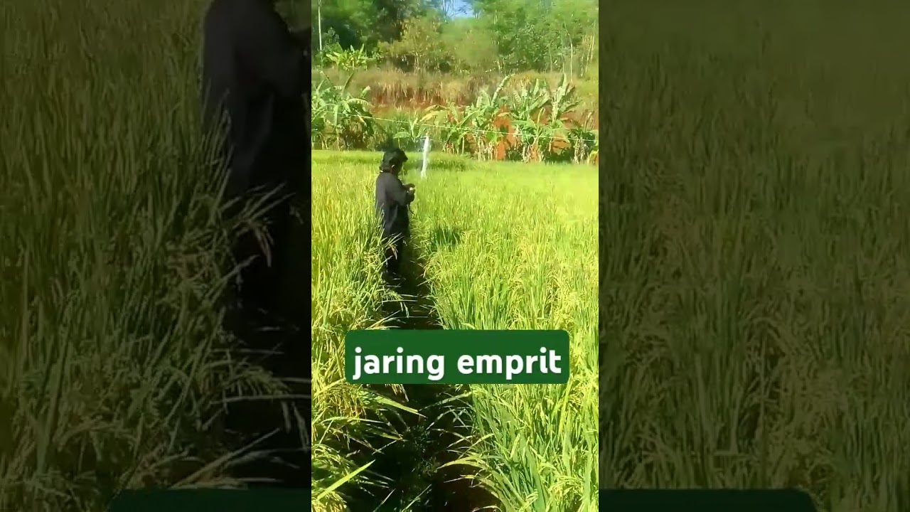 menjaring burung emprit #emprit #menjaringburung