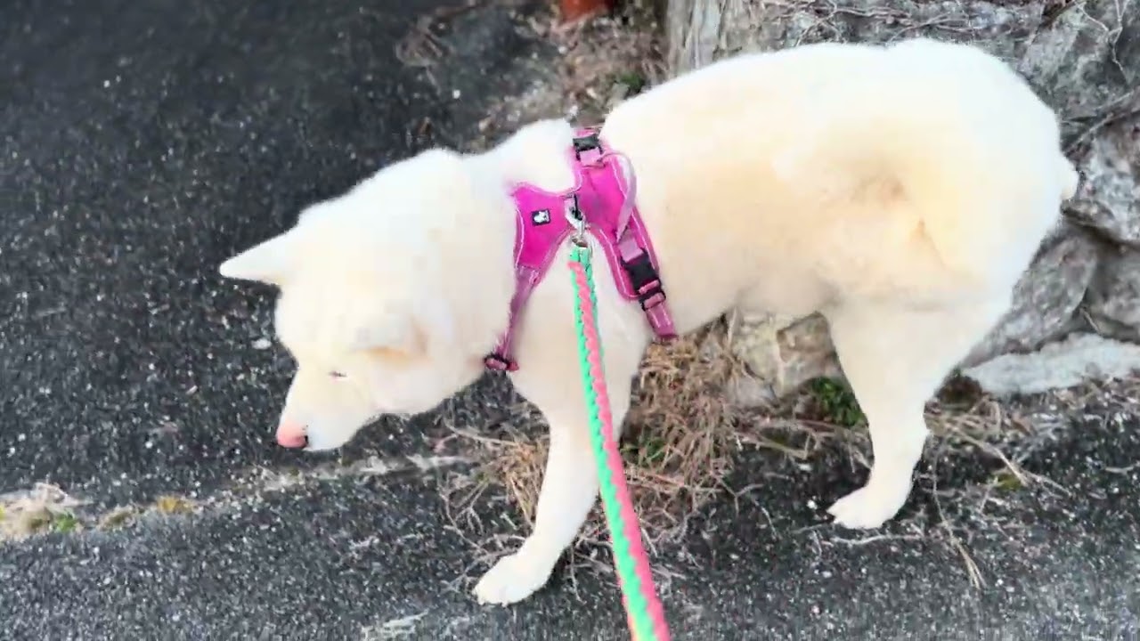 【今日のシロちゃん】我が家の秋田犬シロ(悠真)Akita 🐕２０２６年１月１８日夕方散歩