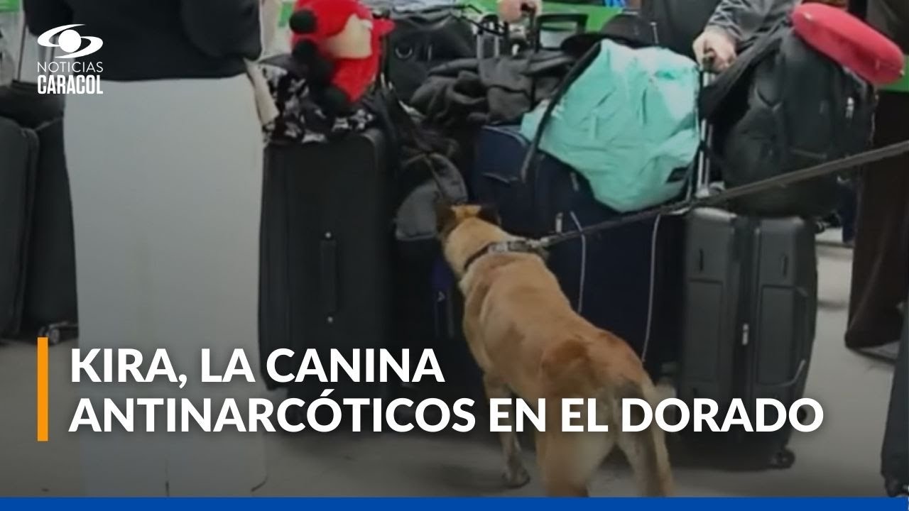 Ella es Kira, la pieza clave de la Policía para detectar drogas en el aeropuerto El Dorado