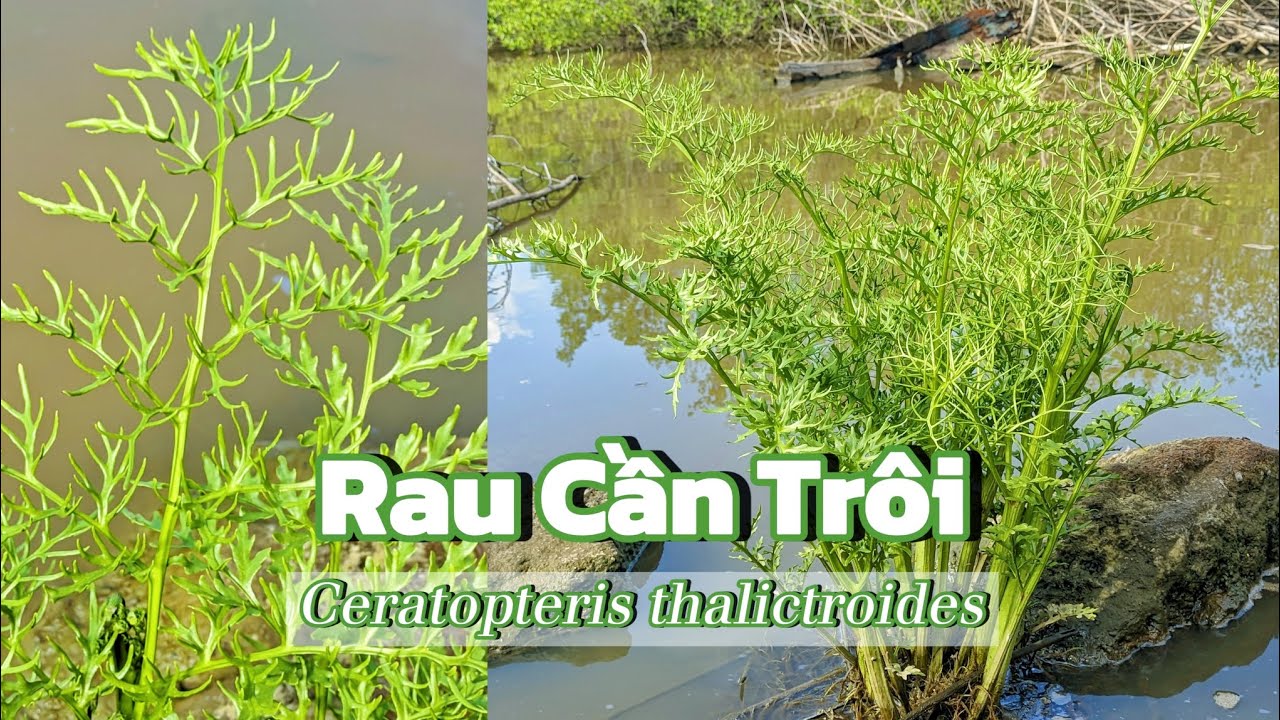 Rau Cần Trôi (Ceratopteris thalictroides) – Sự tinh tế của tự nhiên trong từng chiếc lá