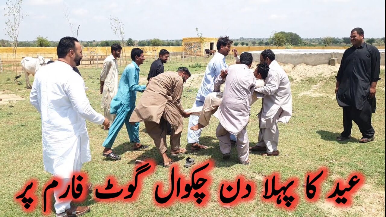 1st Day of Eid at Chakwal Goat Farm. Chaudhry Majid Shabbir #goatfarming