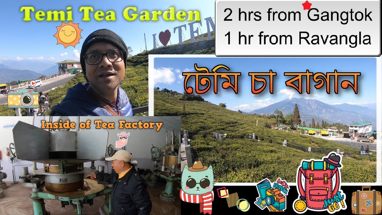 Temi Tea Garden and Factory | টেমি চা বাগান আর ফ্যাক্টরি | South Sikkim