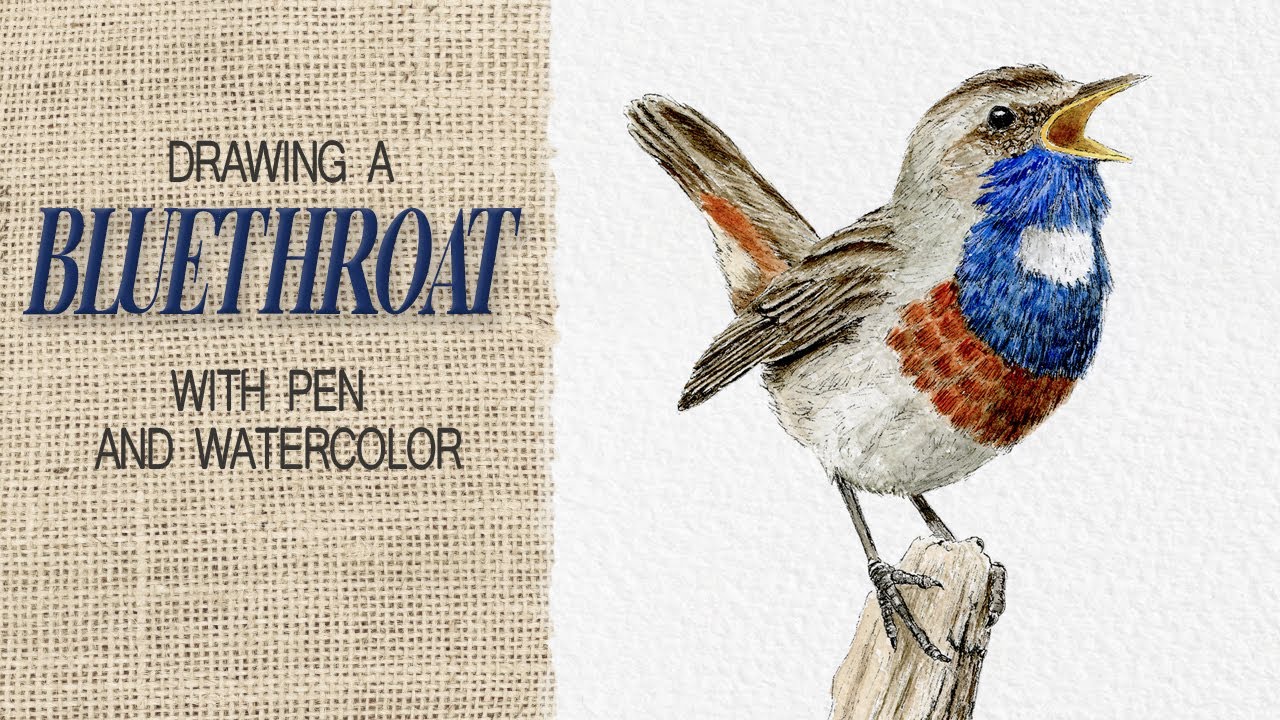 Watch this bluethroat come to life with pens and watercolors