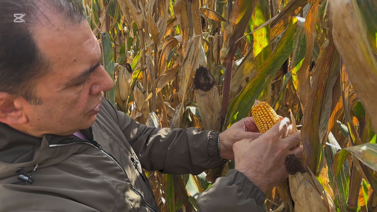 Azerbaijan – Impressive Results with Bio.SoilZ and Bio.PlantZ on Corn Crop