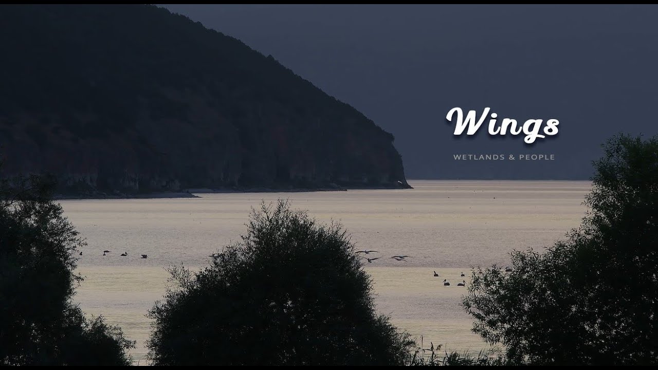 Wings - Wetlands & People