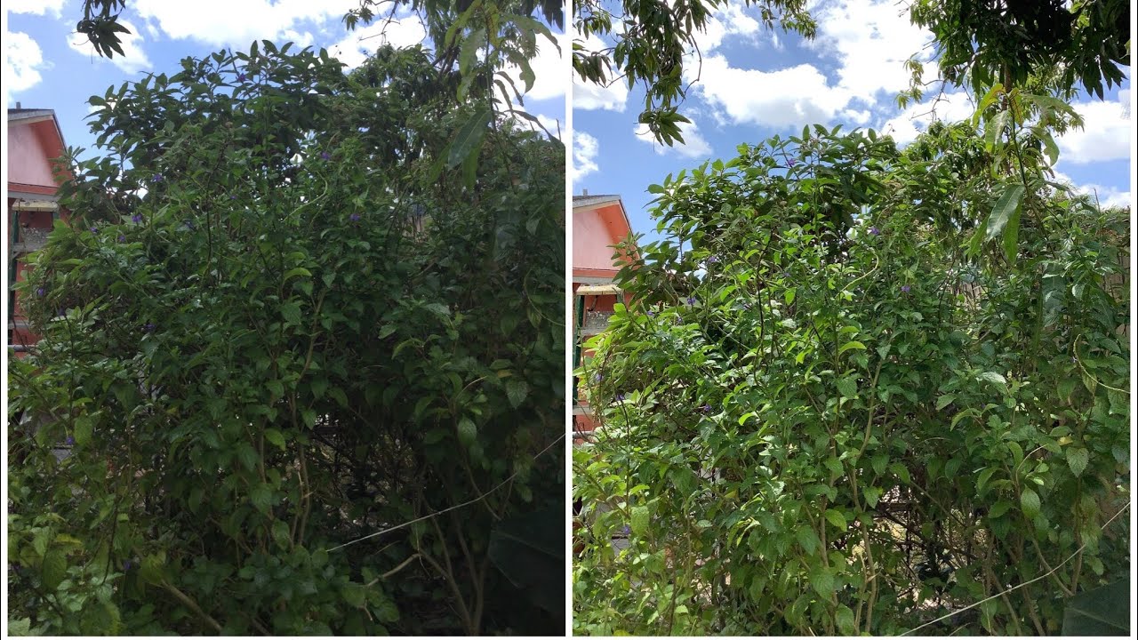 iPad Mini 4 vs iPad Mini 5 - Camera Test