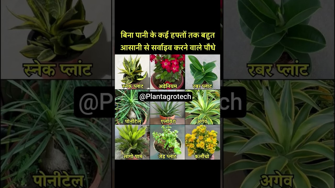 All Plants Available #plantproducts #gardenflowers #gardenplants #airplants #garden #flowers