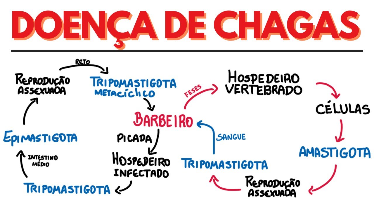 Doença de Chagas: Ciclo de Vida - Amastigota, Epimastigota, Tripomastigota - Parte 1 | Parasitologia