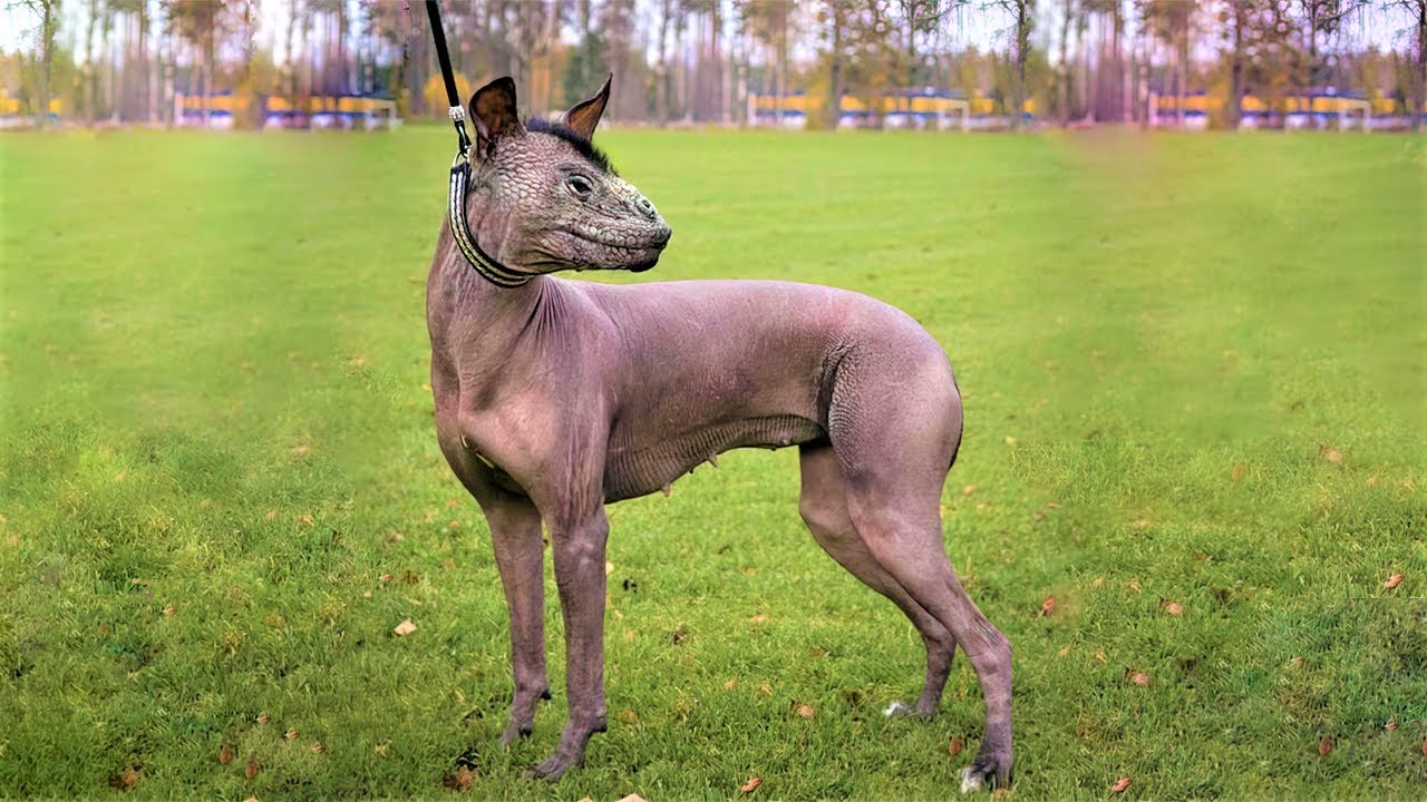 The Most Recently Discovered Dogs In The World