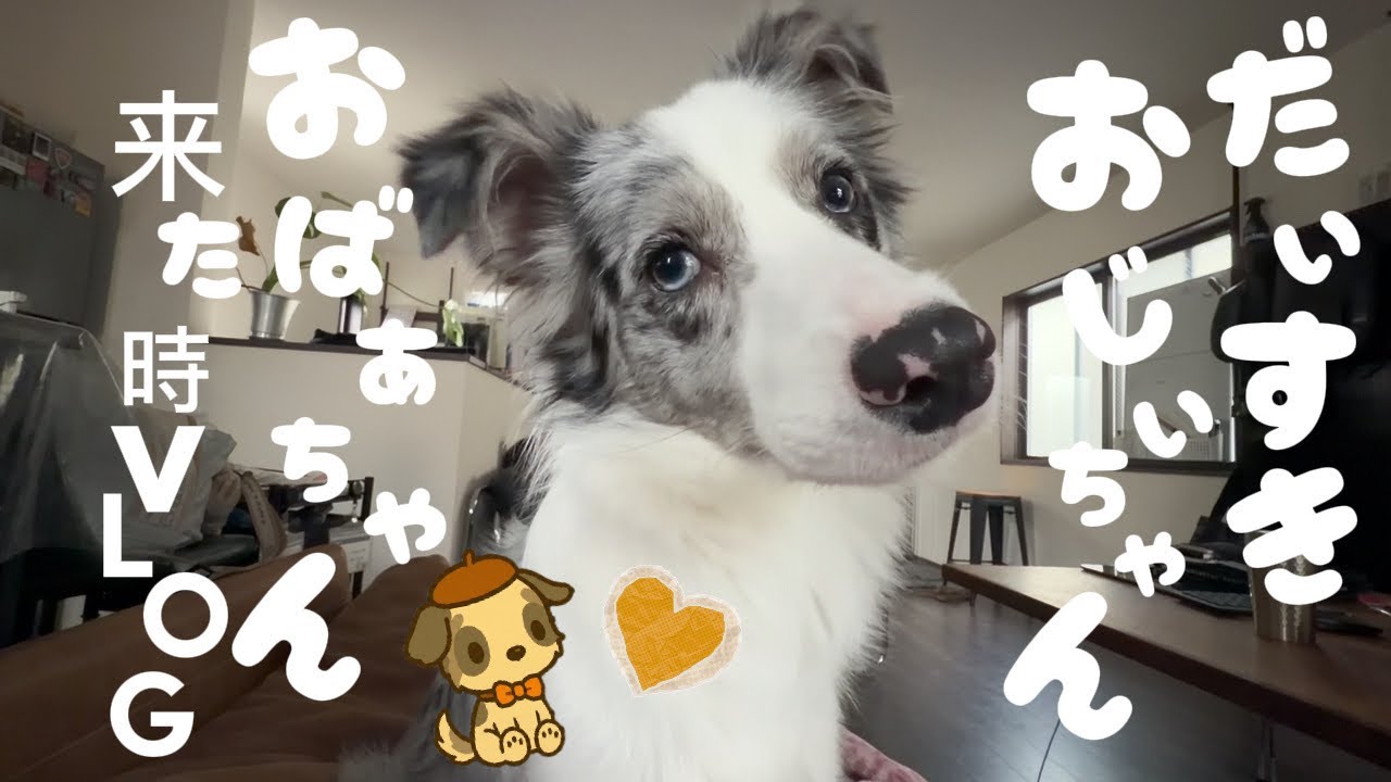 《8ヶ月ボーダーコリーらぴちゃんのおじいちゃんとおばあちゃんが来た時のvlog😆💖🎀》