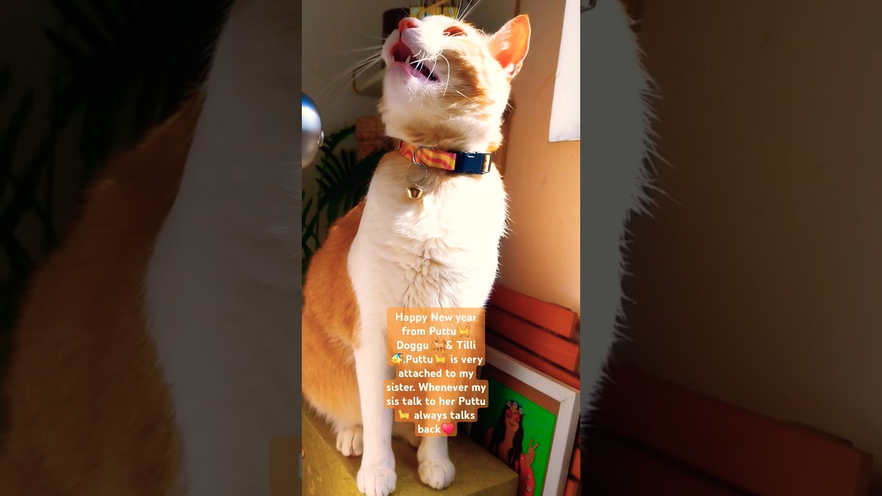 How Cat Shows Their Love & Affection Towards Their Human.