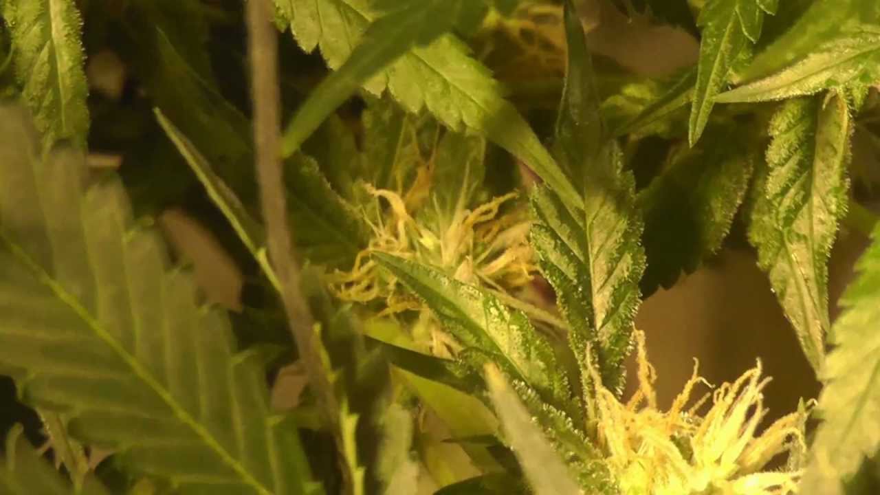 Hydroponic Medical Marijuana Grow - Sour Diesel - OG Kush - G-13 Day 33