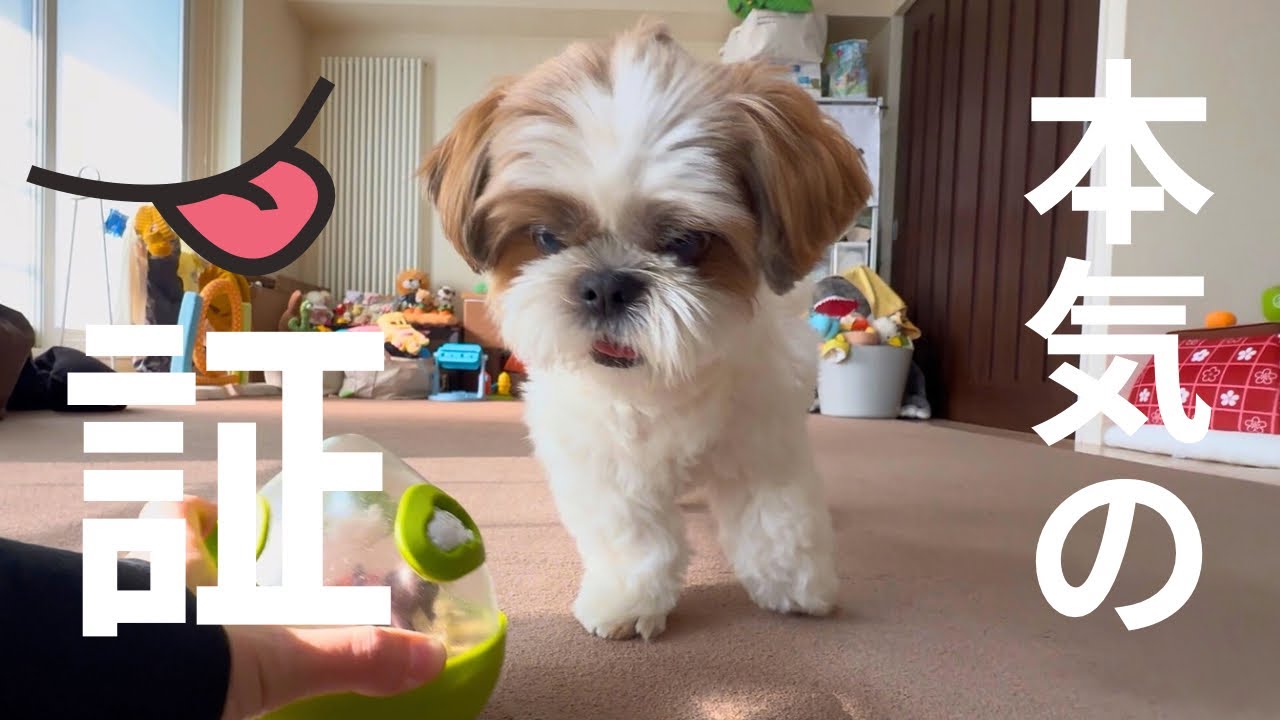 【シーズー】※本気になると舌が出ちゃいますwww【犬vlog】