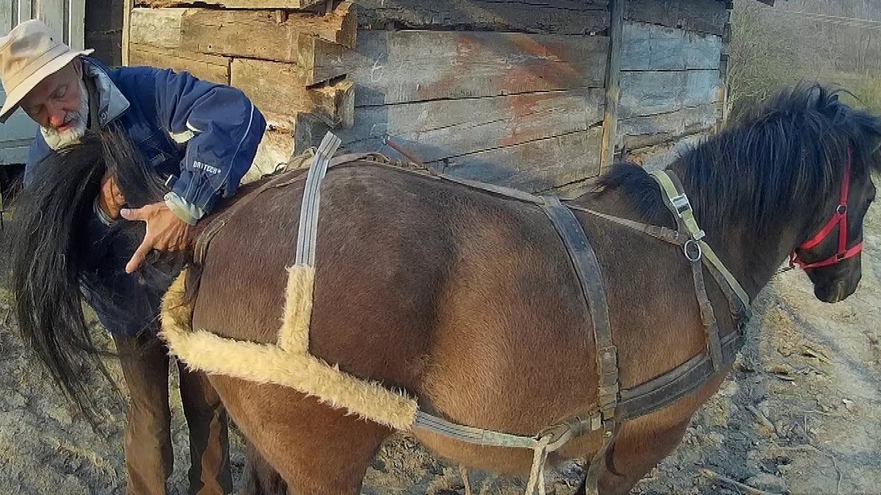 ZAKŁADANIE UPRZĘŻY na KONIA
