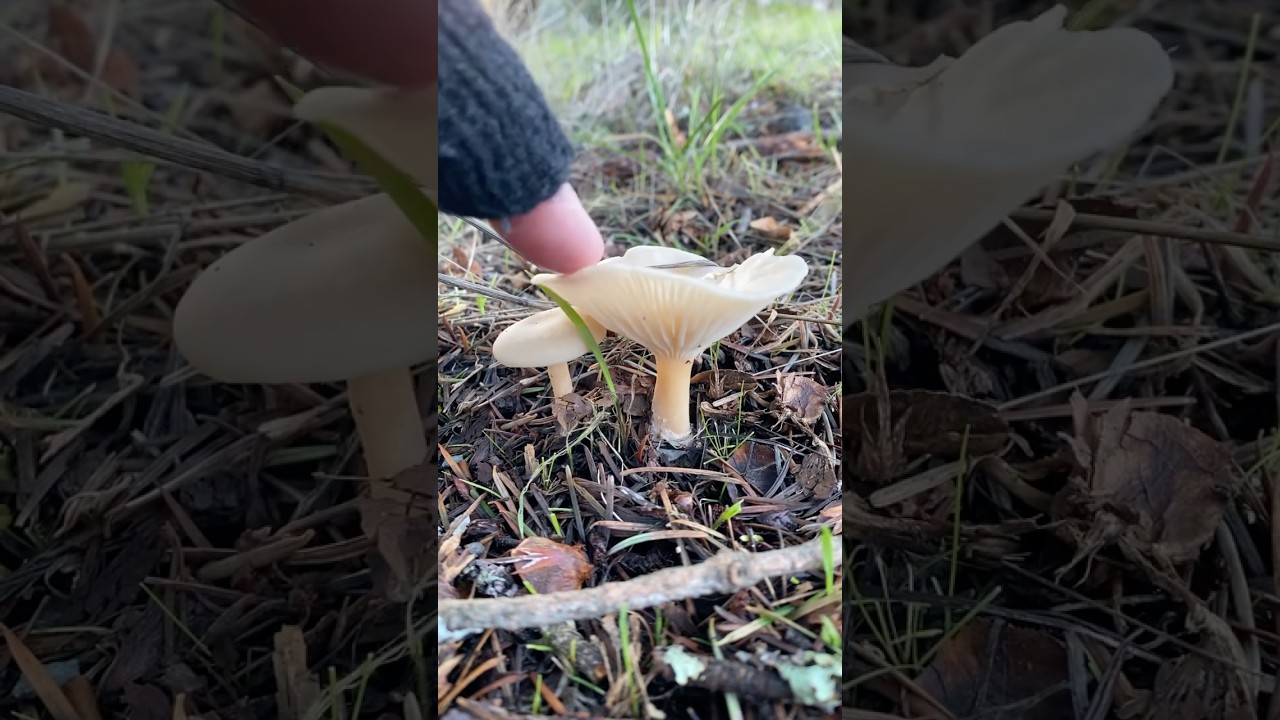 🍄&zwj;🟫 Clitocybe (?) #mushroom #fungi #gills #asmr