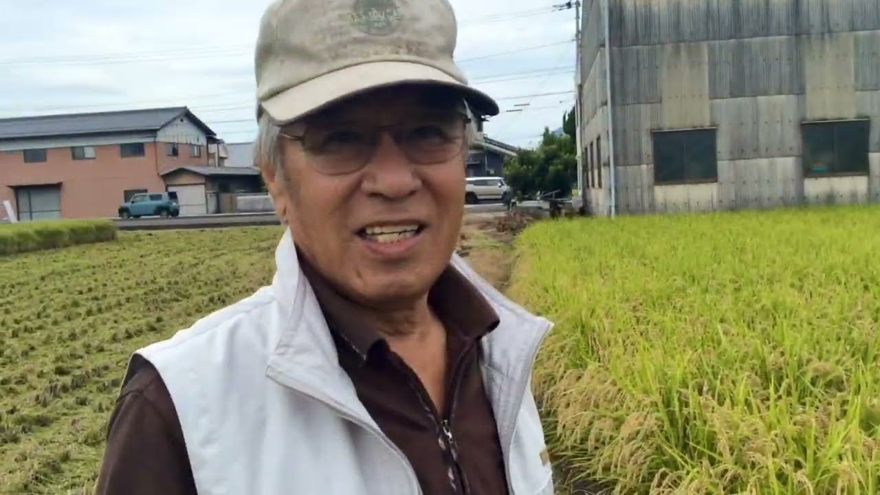 Rice cultivation in Japan - Part 2/ Rice harvesting  in Japan/ Great technology for rice harvesting