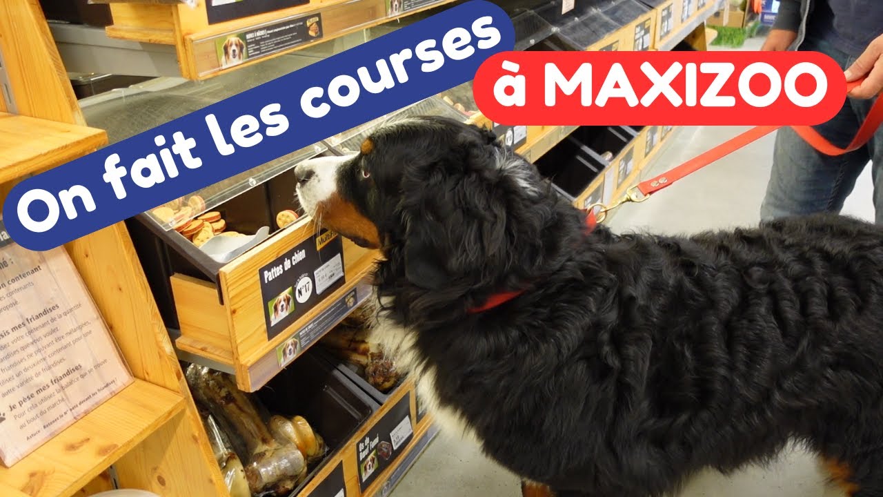 J'emmène mon chien Bouvier Bernois à Maxizoo !