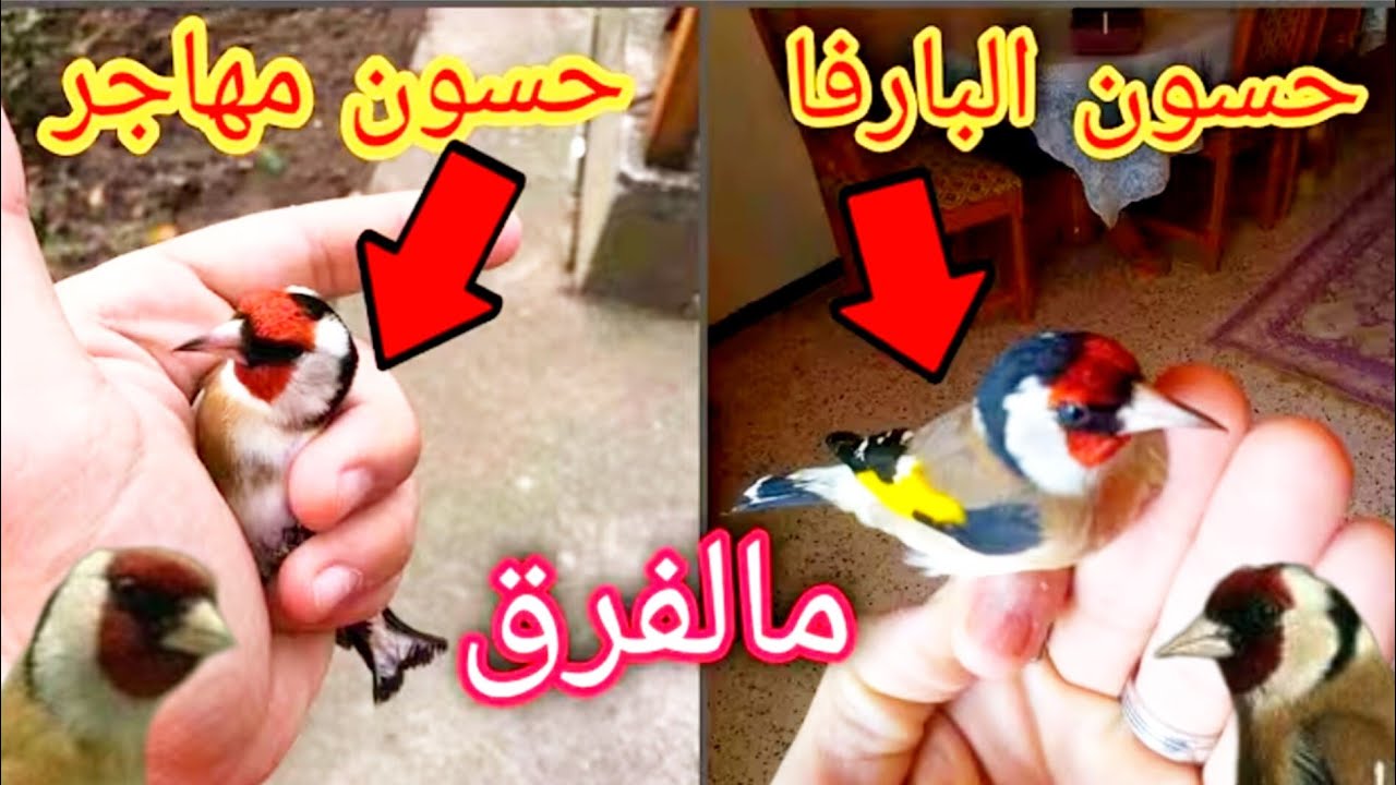 طريقة تفريق بين الحسون الأنيق والحسون البارفا 7/11/2025 فرجة ممتعة ح#الحسون_المهاجر