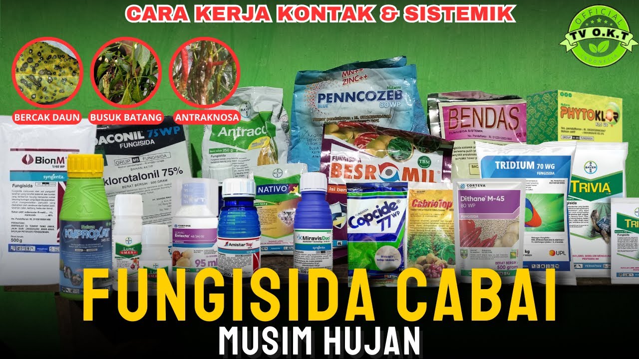 Penjelasan Lengkap Fungisida Cabe Musim Hujan | Pupuk Cabe Musim Hujan | Cara Menanam Cabe