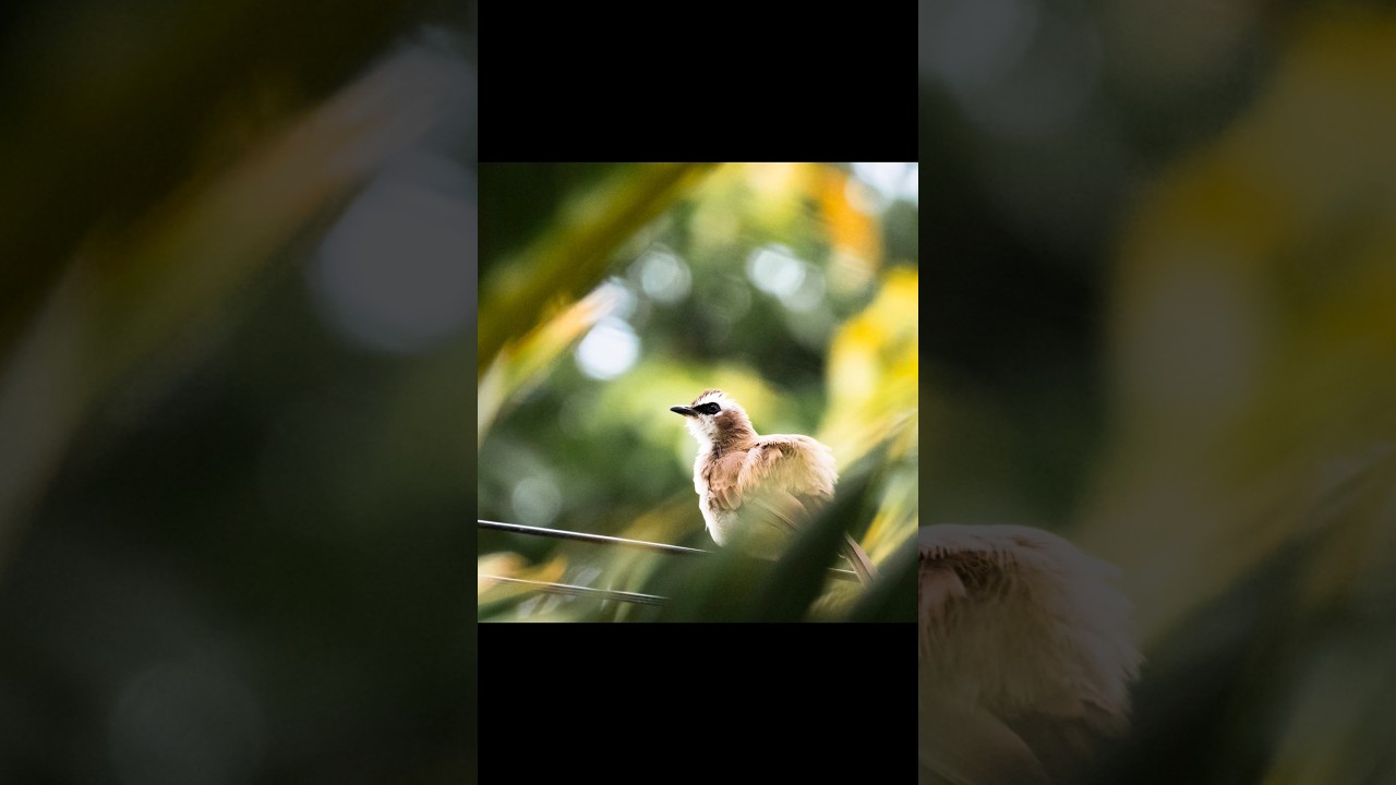 Sony ZVE10 + Sony 70-350mm apsc telephoto combo. Wildlife photography. #photography #sony #wildlife