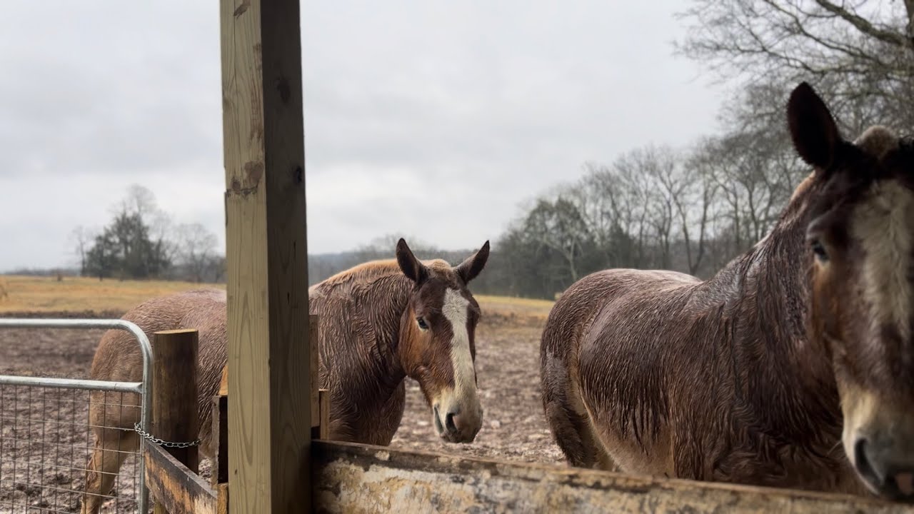 My horse ate over 100 pounds of feed
