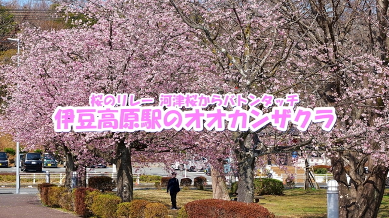桜のリレー 河津桜からバトンタッチ 伊豆高原駅のオオカンザクラ #オオカンザクラ#伊豆高原駅