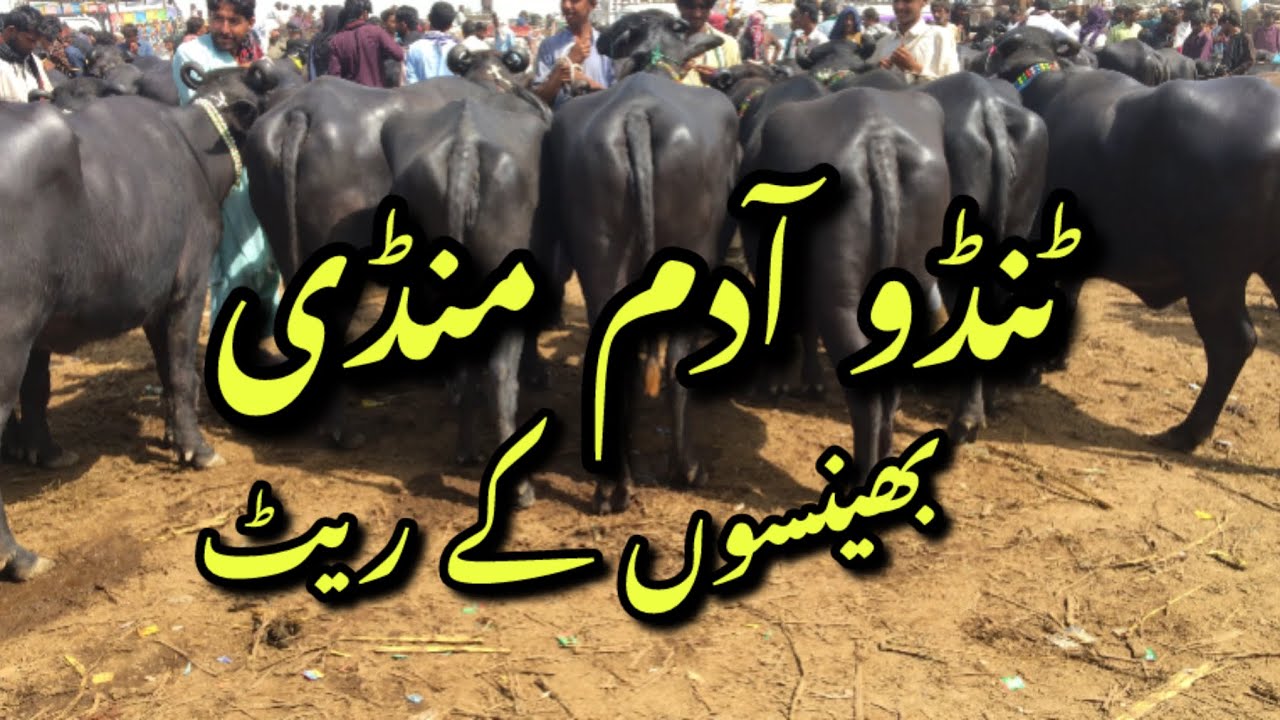 Tando Adam Mandi latest update||Buffalo Mandi update 