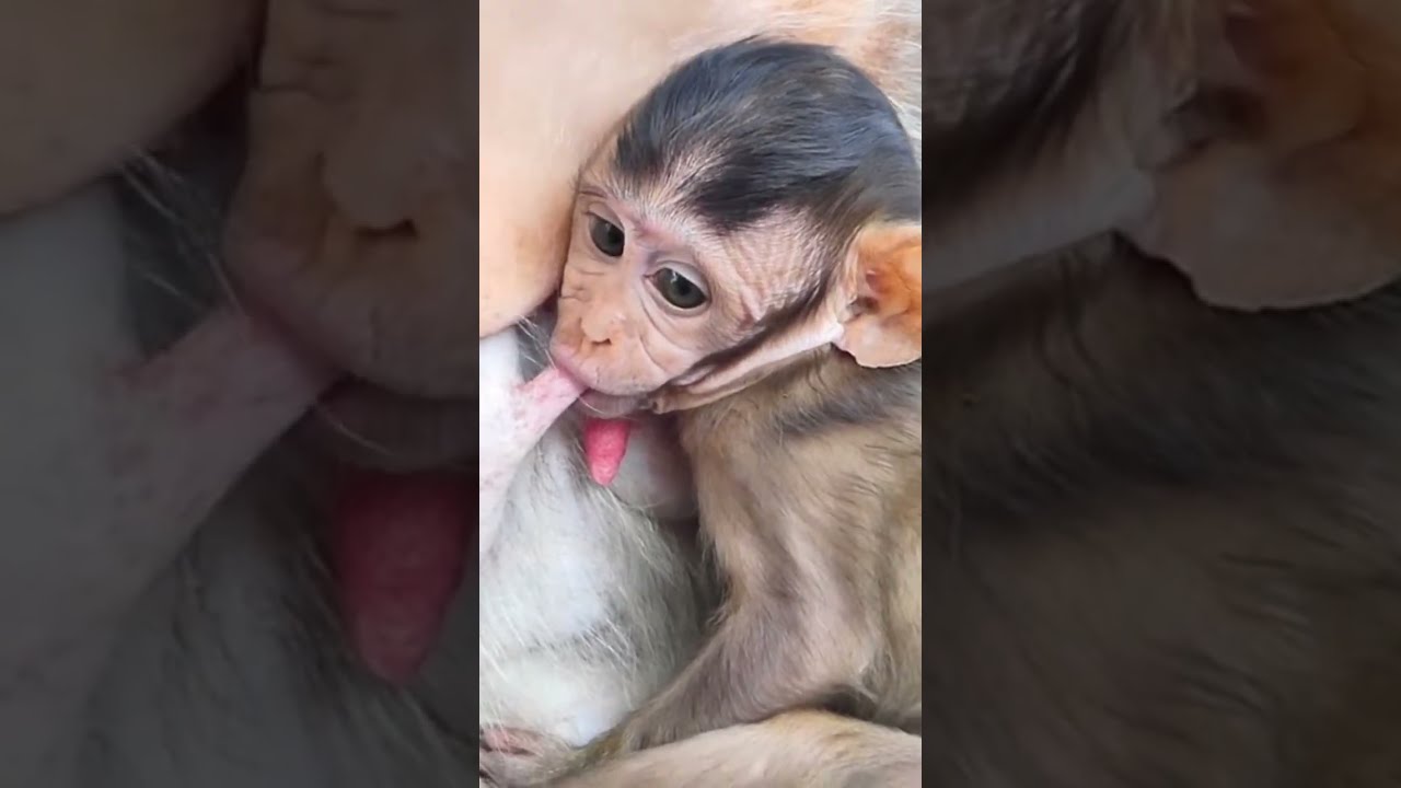 O.M.G.Bless..! Old Monkey Beri T_rying to D_iscipline when Feed b_umper​ oh Feel S@d.