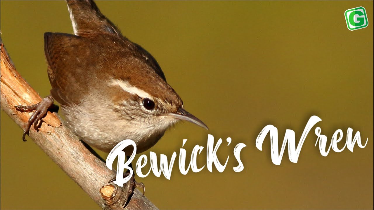Bewick's Wren Sound | Amazing Bewick's Wren Bird Song, Singing and Call