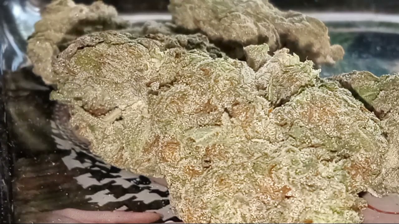 Reviewing thca 👑 gh big buds  lcg