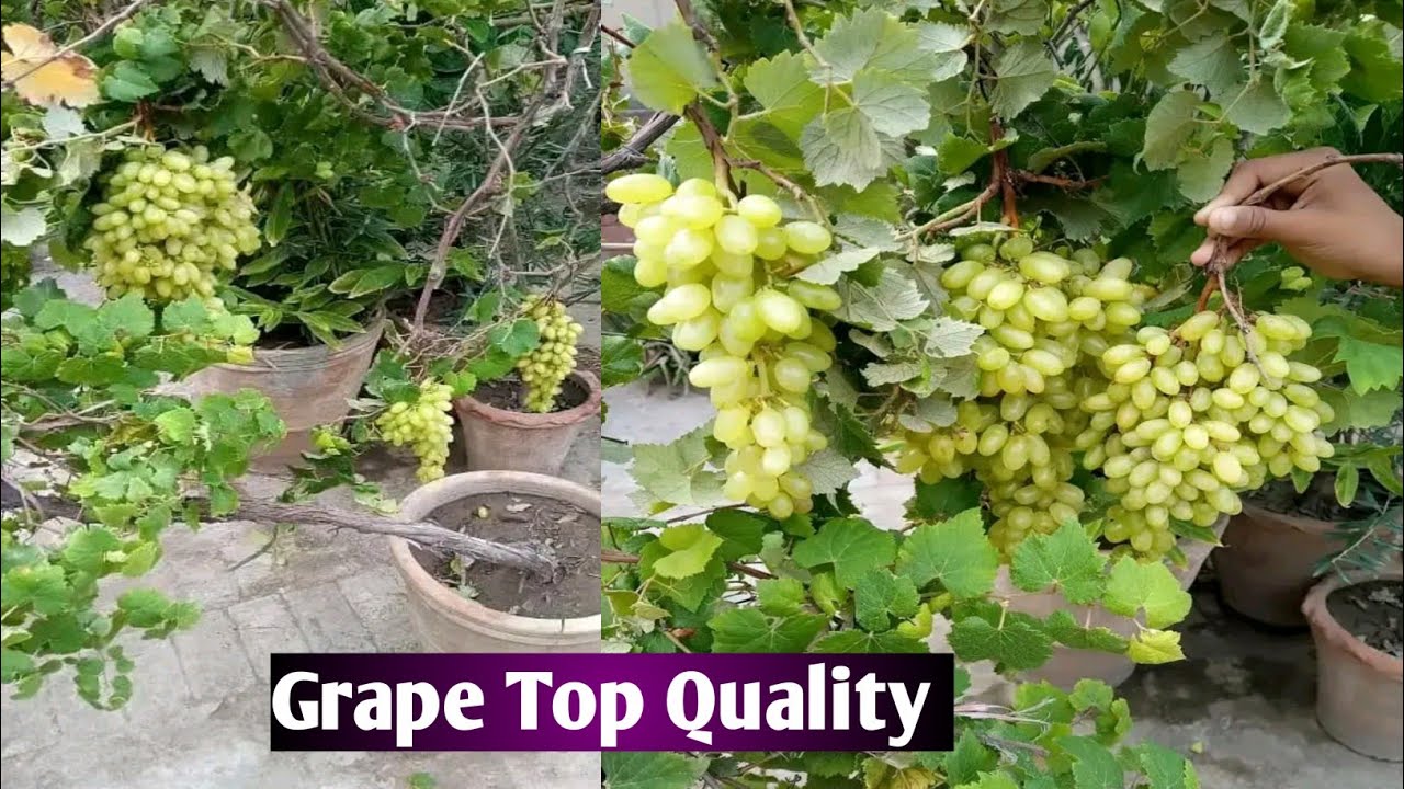How To Grow Grape Faster And Easy | Growing Grape Vines 🍇 | Grape Plant Five Care Tips | Grape Plant