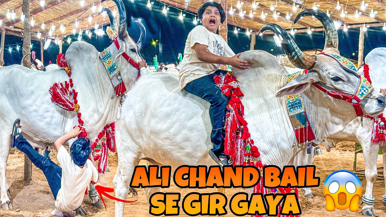 Ali ko khatarnak chand bail ki ride Krwa Di 😳 || Ali chand bail se gir gaya 🥺 || Mandi vlog ||