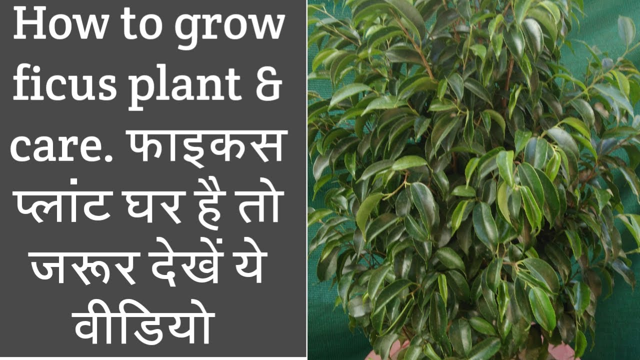 How to grow & care ficus plant | Easiest way to grow ficus plant | घर पर फाइकस का पौधा कैसे लगाये