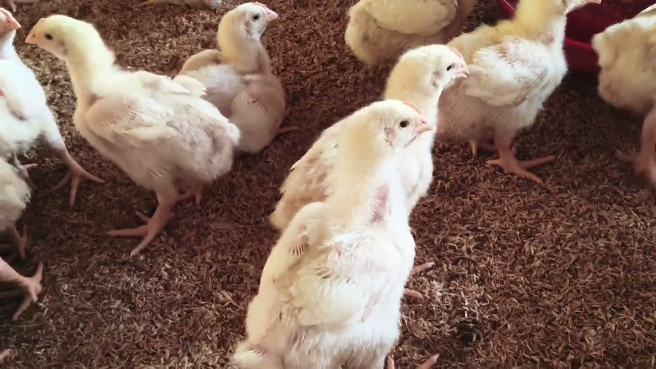 Poultry farm parda management. Murga form parda management 