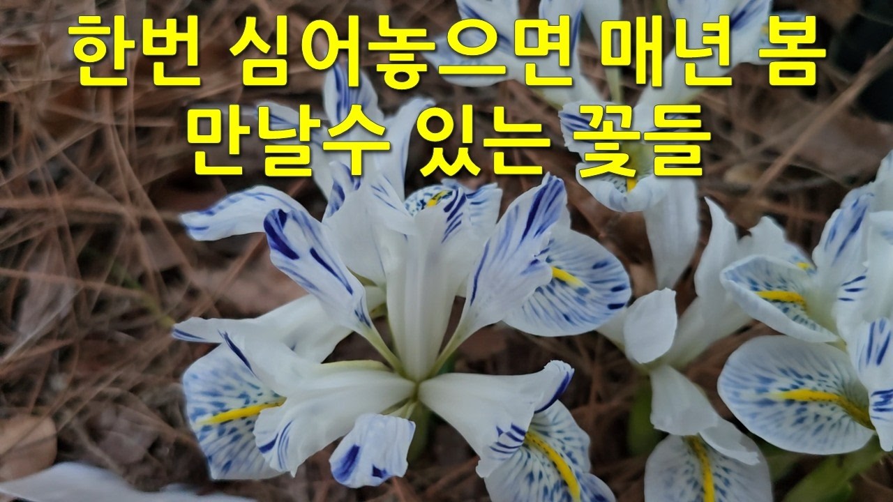 한번 심어놓으면 매년 봄 만날수 있는 꽃들. Flowers you can see every spring once planted.