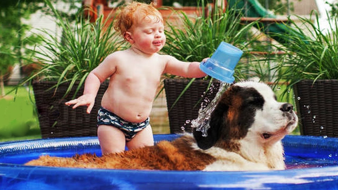 Cute Dogs - Adorable Babies and Dogs Playing Water Games ★ Funny Dogs