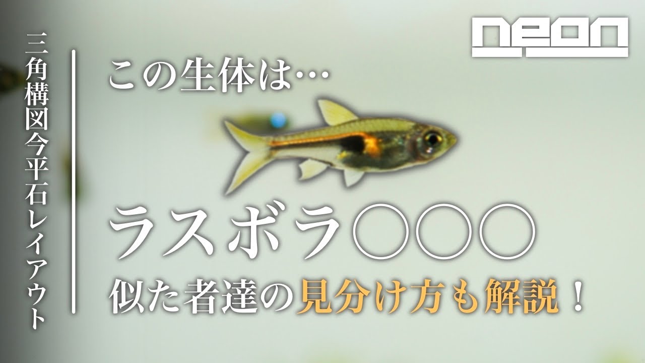【ラスボラ○○○？】似たモノ３種達の見分け方も解説！生体導入して賑やかな水槽になってきました。【 ne0n 】 #アクアリウム