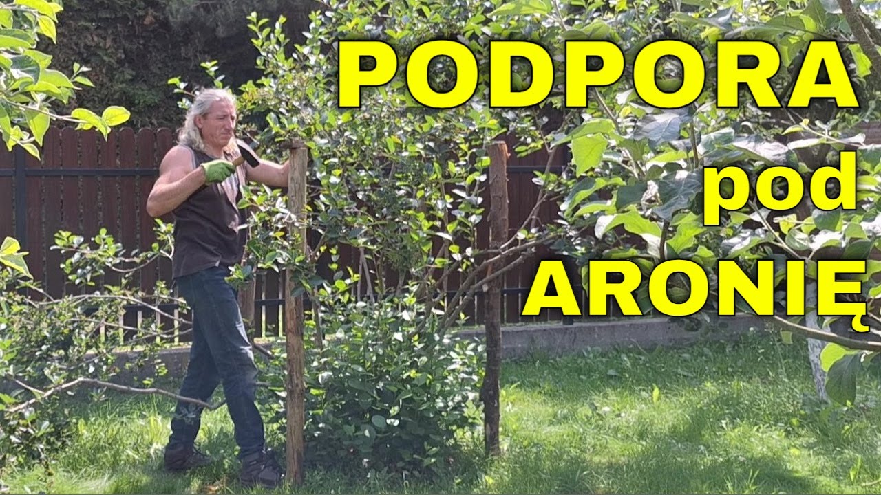 PODPÓRKA pod krzew ARONII - zapobieganie kładzeniu się pędów krzaku ARONII na ziemi