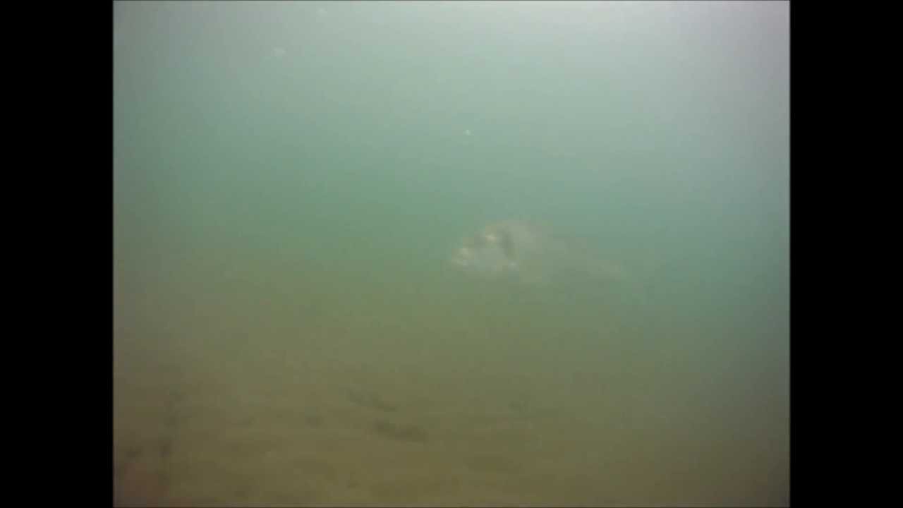 Doradas comiendo muergos en libertad, GoPro 960 HD