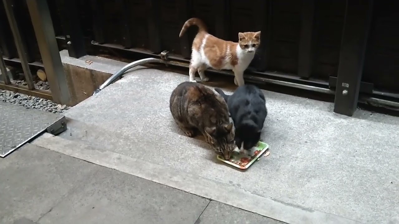 Stray Cats In Company Buildings ＃199 02.06.2026