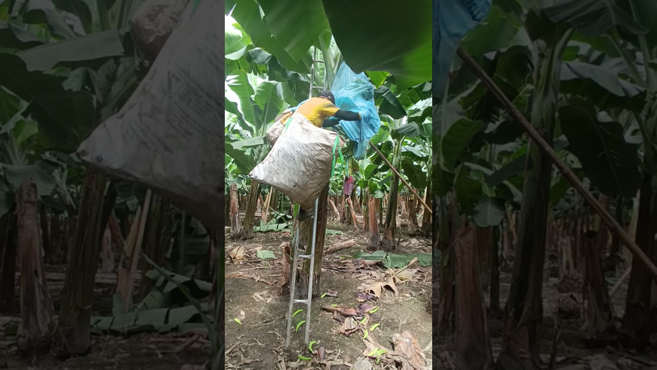 así es como un enfundador realiza el deschive y protegida del banano para obtener una buena calidad.