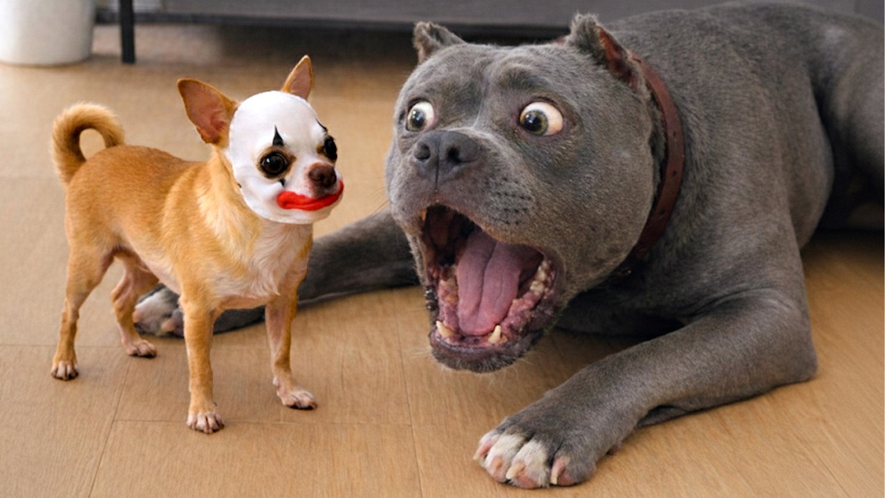 Funniest Dog and Cat Reactions 😱 Best Funny Pet Moments 2026