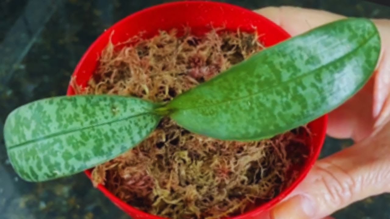COMO PLANTAR MUDA JOVEM DE ORQUÍDEA PHALAENOPSIS | JD Orquídeas