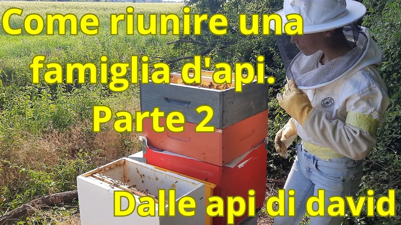 Come riunire una famiglia d'api. Parte 2