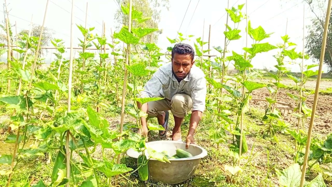 আলহামদুলিল্লাহ ২য় বার শসা হারভেস্ট করলাম,, 