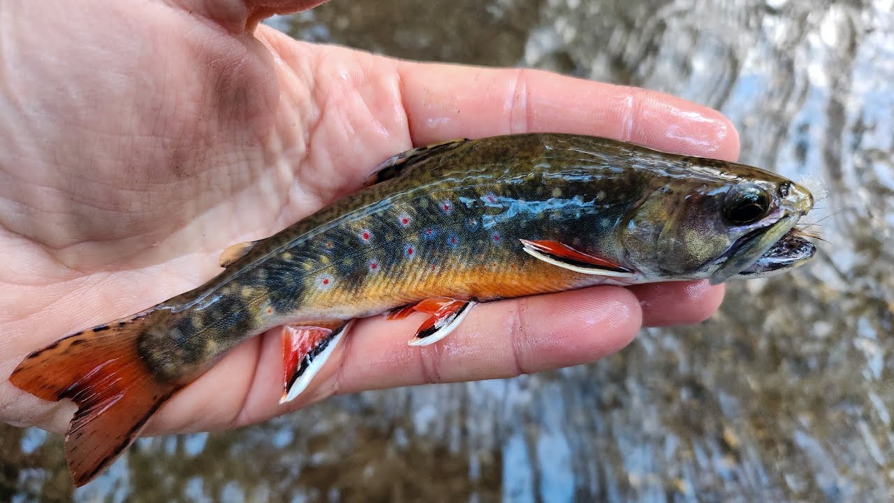 SC Small Stream Fly Fishing - 10-24-25
