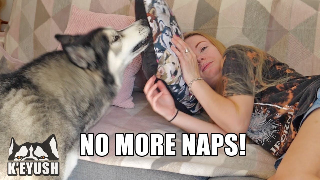 My Husky Looks After Me When I’m Unwell! THROWS Pillows Around!