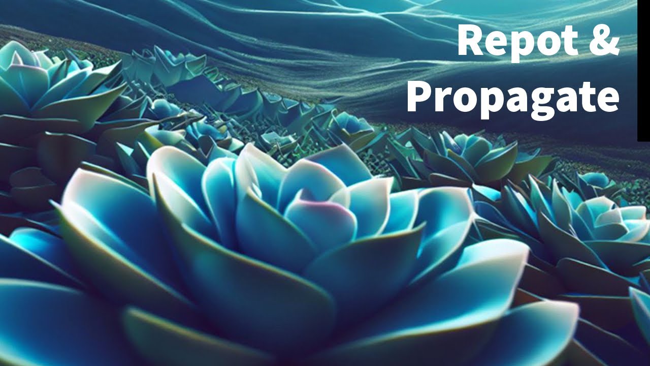 Propagating Echeveria is easy. Repot, watering and care tips.